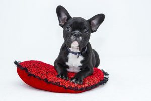 FREE Furbo Dog Camera for Healthcare Workers 2020