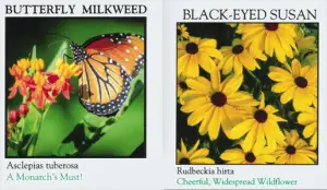 FREE Butterfly and Bee Pollinators Seed Packets
