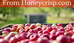 Win a 20lb Box of Honeycrisp Farm Fresh Crisp Apples - ends 6/7