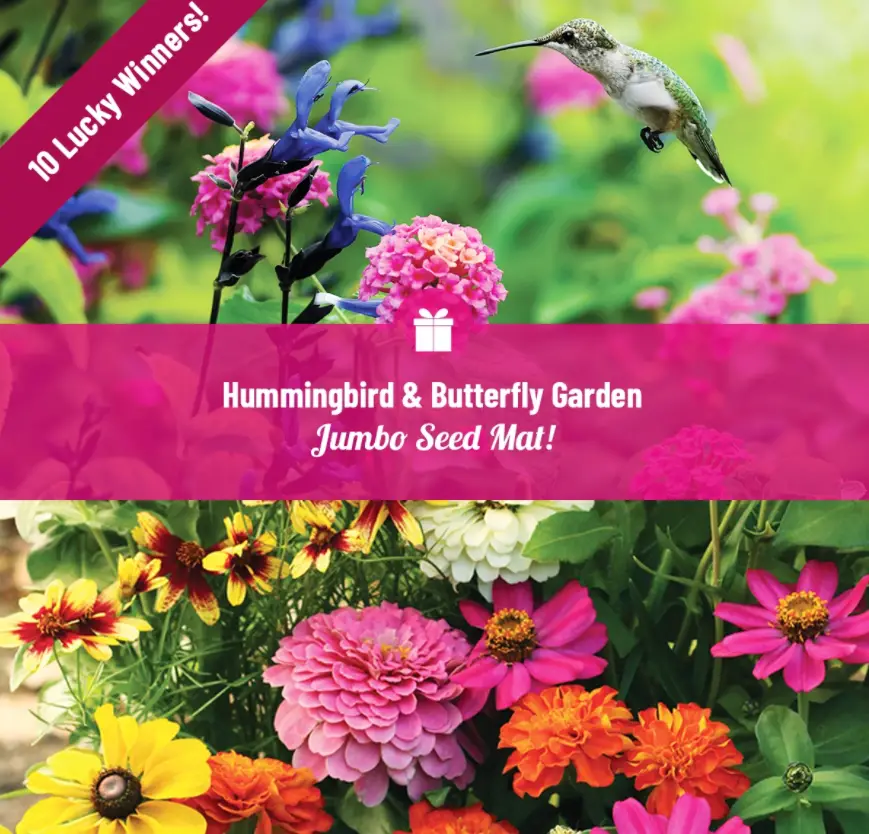 hummingbird