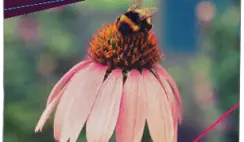 FREE Wildflower Seed Packets from #FeedABee