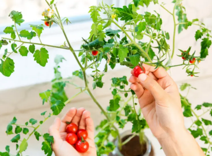 FREE Back to Roots Windowsill Tomato Planter FREE Back to Roots Windowsill Tomato Planter
