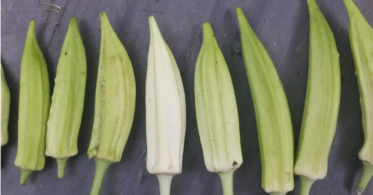 FREE Packet of Okra Seeds And More