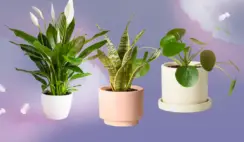 Step Into Spring Giveaway