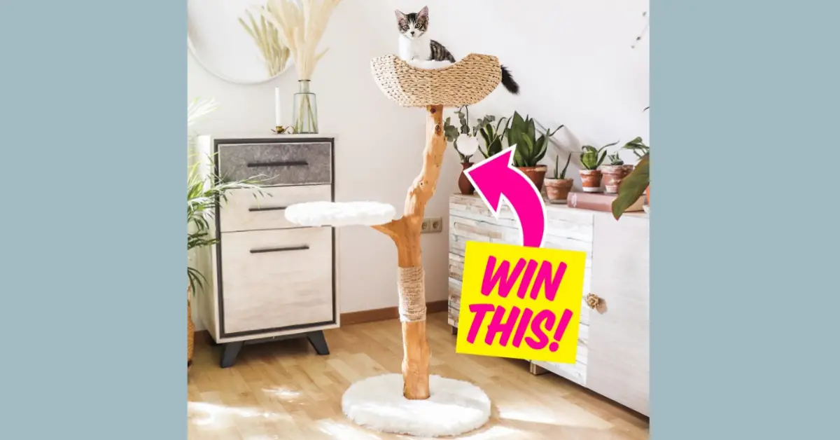Wooden Cat Tree Condo Giveaway