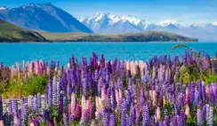 Silver Fern Farms Summer Grilling Promotion