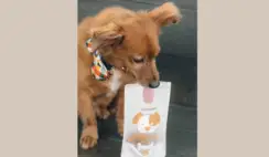 FREE Bag of Seabedee Bark Bites Dog Treats