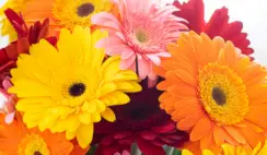 Free Flowers Giveaway
