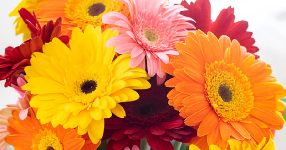 Free Flowers Giveaway