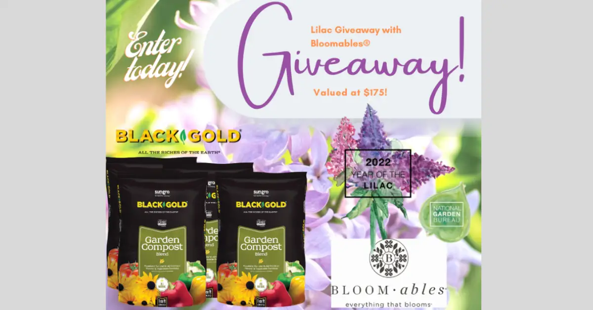 Black Gold x New Age Lavender Lilac Giveaway