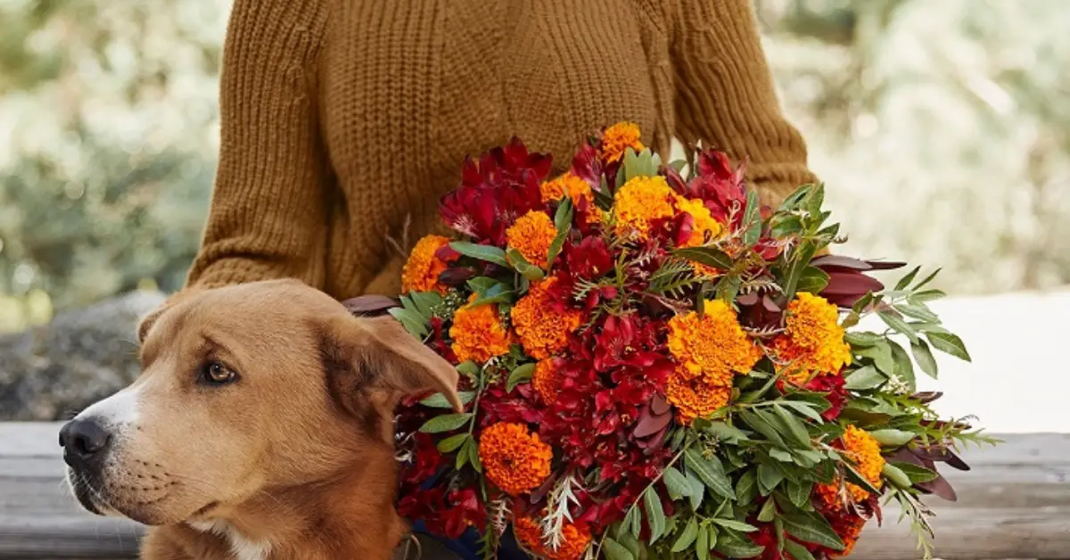 Bouqs Free Flowers Giveaway