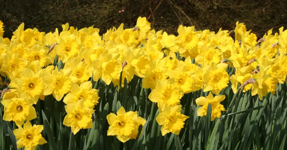 Daffodils Giveaway