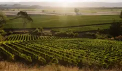 Win a Trip to New Zealand with Babich Wines Sweepstakes
