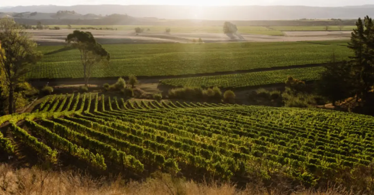 Win a Trip to New Zealand with Babich Wines Sweepstakes