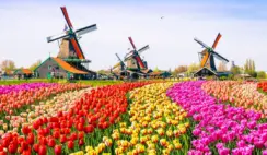 DutchGrown Holland Trip Giveaway