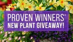 Proven Winners New Plant Giveaway