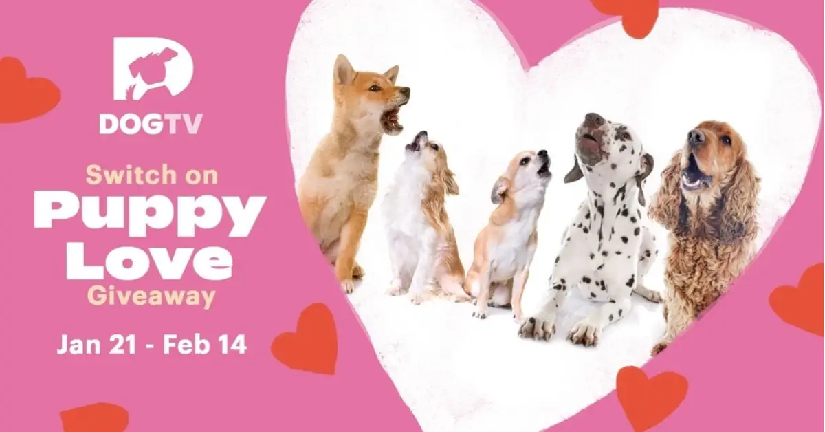 The DOGTV Switch On Puppy Love Giveaway