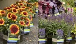 Flower Magazine Get a Grow Beautifully Garden from Monrovia Giveaway