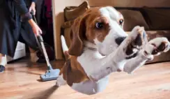 Hoover Cordless Pet Vacuum Giveaway