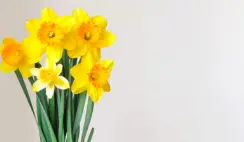 Dutch Master Daffodils Giveaway