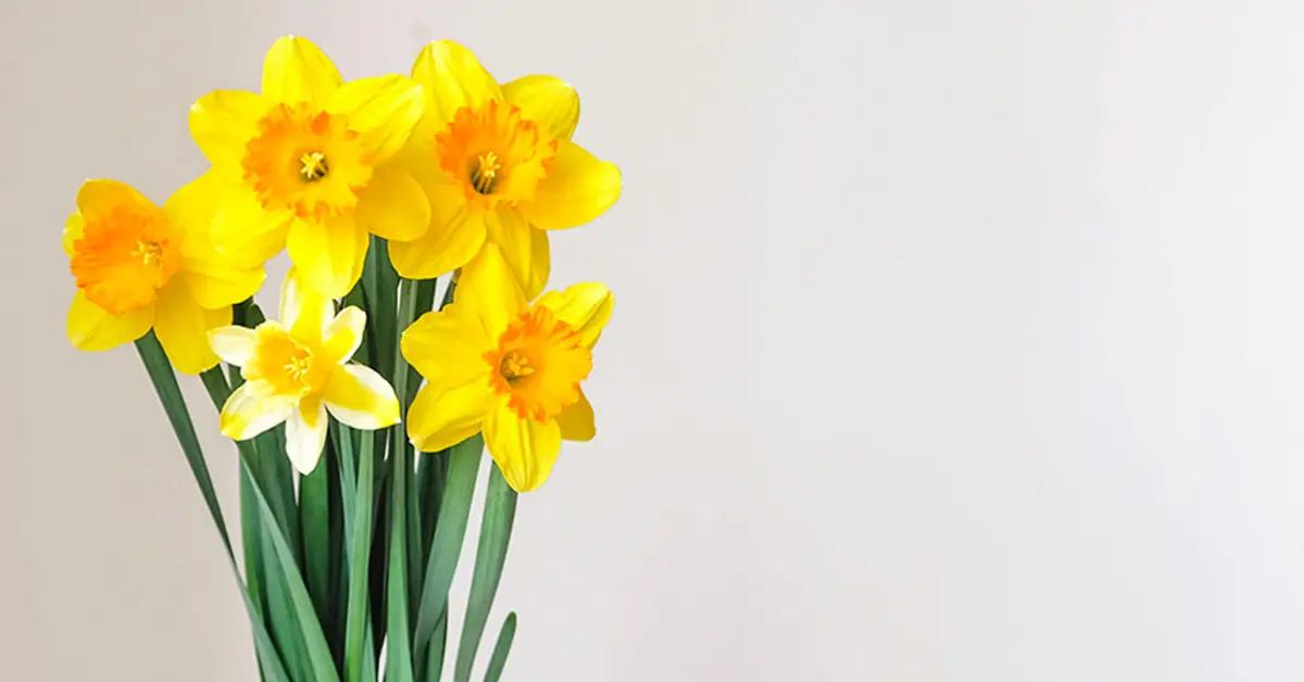 Dutch Master Daffodils Giveaway