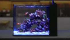 Desktop Aquarium Giveaway