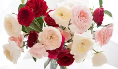 Grace Roses Monthly Giveaway