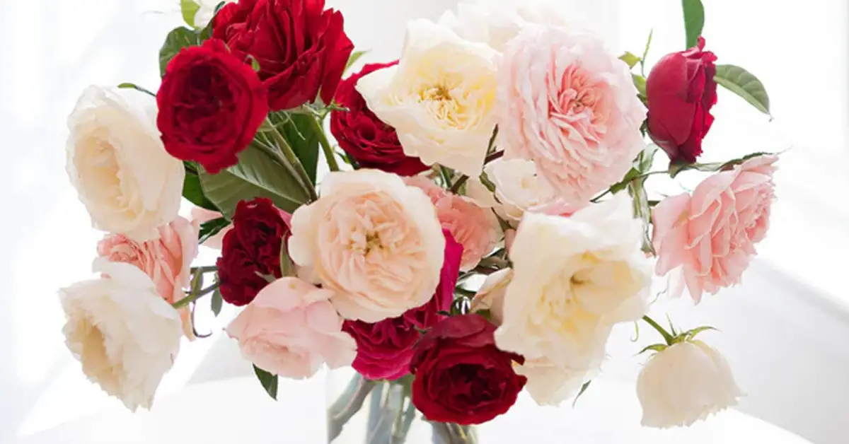 Grace Roses Monthly Giveaway