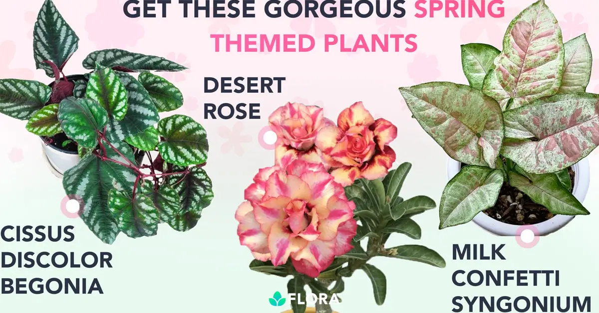 Flora Spring 2023 Rare Plant Giveaway